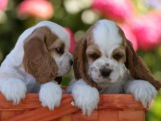 352amerikaanse_cocker_spaniel-48-.jpg