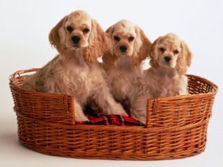 Cocker_Spaniel_Puppies.jpg