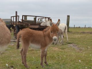 DSC_0051 kopie.JPG